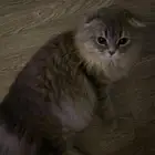 قط سكوتش شيرازي للبيع