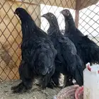 فروخ على مستوى