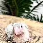 فرخ كنيور اناناس دبل رد فاكتور صبغه قويه ( رد فيس ) لتميز