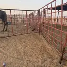 دجاج للبيع عدد5 حبات منها ديكين والباقي دجاج
