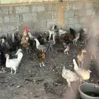 دجاج للبيع