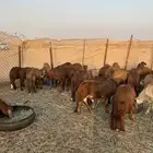 سواكني حمري طيب (تم البيع)