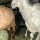 ابغا بهم كفو تربيه