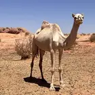 ناقه سودانيه خلص