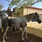 حصان شعبي