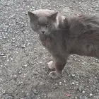 قطة