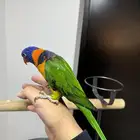 لوري اليف ومتكلم لعوب