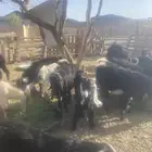 تيوس