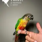 كنيور يلو سايد اليف وهدد