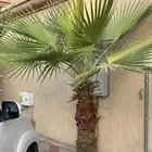 نخل زينه طبيعي