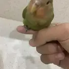 عصفور ضايع الي يحصله له جائزه ماليه