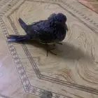 طير نادر