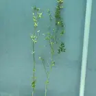 شتلات ليمون حمضيات