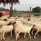 رخال رفيدي من 700