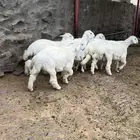 طليان جذعان
