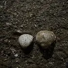 أصداف متحجره قديمه