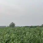 قصب اخضر اثاري لتواصل