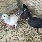 حمام سوري وقطيفي