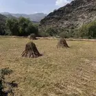 قصب للبيع 5 مزاويم كل مزوام فيه 100 ربطه