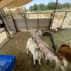 تيوس للبيع