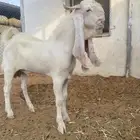 مشوع فحل تيس ابيض