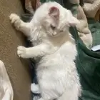 قط مهجن للبيع انغورا تركي وشيرازي