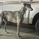 سلوقي جري هاون