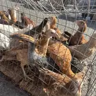 دجاج بلدي عمر ثلاث شهور
