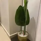 نبته صناعية للبيع