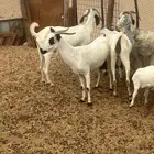 معزا متابيع