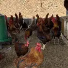 للبيع ديوك بلدي