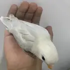 طير روز للبيع على السوم الرقم (  ) التواصل واتس