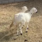 رخلين بلديه