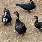ذكور بط بلدي