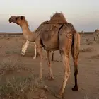 ناقه شعلاء لقحه لها ست شهور