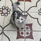 قطه تبني
