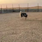 رخل نجديه مقفله شحم وطرف طيب لذبح وللمقنوي