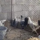 سلام عليكم عندي ثلاث داجاجات للبيع العمر تقريبا 7 الى 9