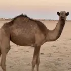 بكره