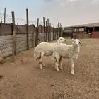 رخال نوادر دفيع