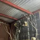 زيبرا