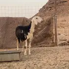 نعاج صنف الصنف رباعيات