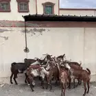 غنم وشح دهم