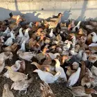 دجاج بلدي مع فيومي العمر اكثر من 5 شهور