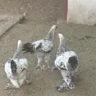 دجاج براهما