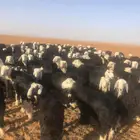 خرفان ورخال نجد للبيع