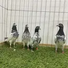 حمام باكستاني
