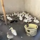 فروخ بط بكيني العمر شهر ونص العدد حول 40