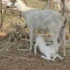شاه ولود تحتها انثى