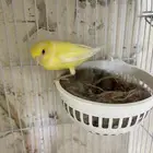 انثى كناري سوري جاهزه من الاخر تبي الذكر